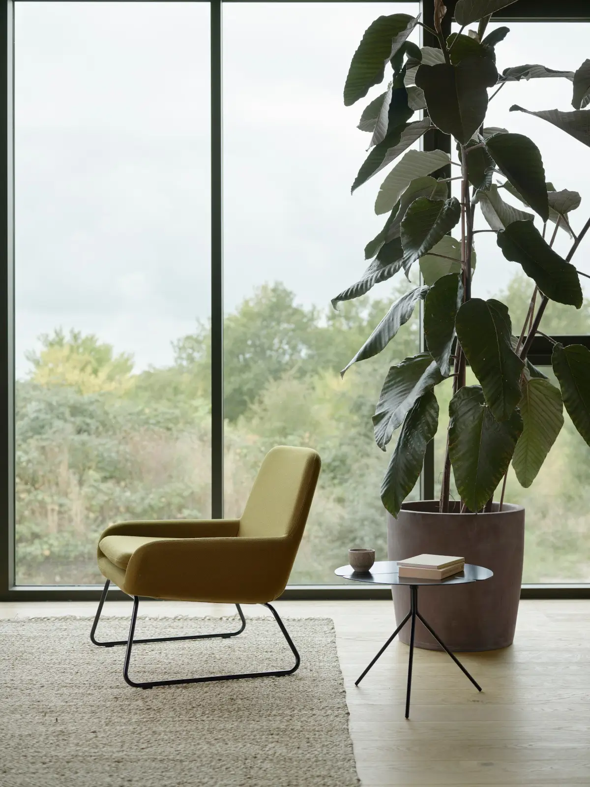 Softline Coco Sessel in Senfgelb in einem hellen Wohnambiente mit großer Fensterfront, Teppich, Beistelltisch und großer Zimmerpflanze.